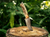 rams horn knife